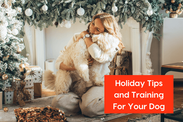 Holiday Tips and Training For Your Dog With Taylor Frank of Proper Paws Training | Pupford
