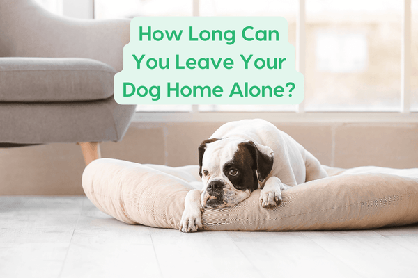 How Long Can You Leave a Dog Alone? + What Age for Puppies | Pupford