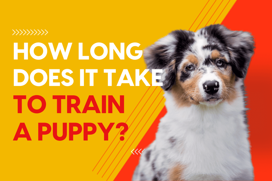 How Long Does It Take to Train a Puppy? 5 Must-Know Factors | Pupford