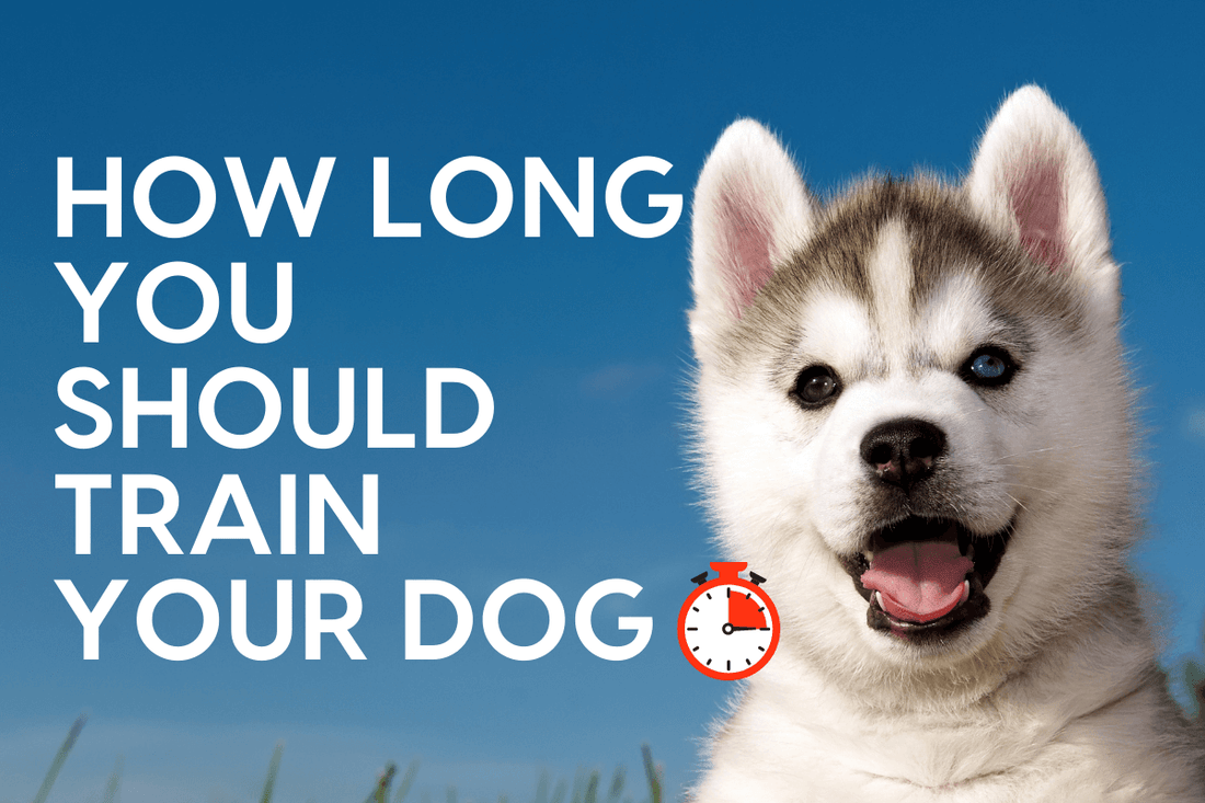 How Long You Should Train Your Puppy or Dog a Day? | Pupford