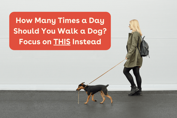 How Many Walks a Day for a Dog? See the Unexpected Answer | Pupford