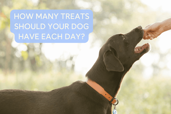 How Many Treats Per Day for a Dog? How to Calculate for Your Pup! | Pupford