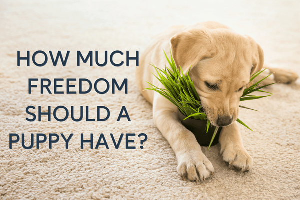 How Much Freedom Should a Puppy Have? Can They Free Roam the House? | Pupford