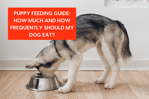 How Many Times a Day Should a Puppy Eat & How Much? | Pupford