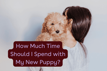 How Much Time Should I Spend With My Puppy + How Much Playtime Is Need ...