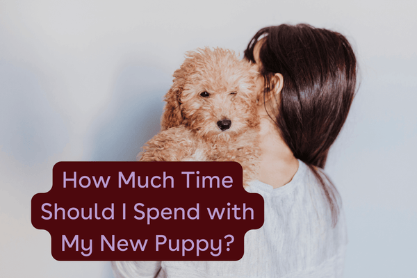 How Much Time Should I Spend With My Puppy + How Much Playtime Is Needed? | Pupford