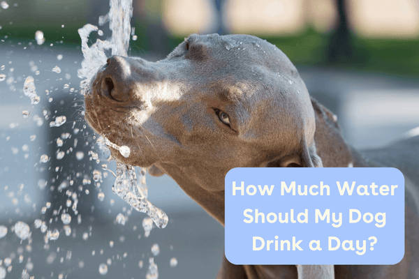 How Much Water Should a Dog Drink a Day? + Dog Water Chart | Pupford