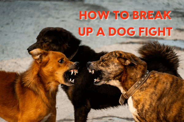 How to Break Up a Dog Fight: 3 Safe & Effective Techniques | Pupford
