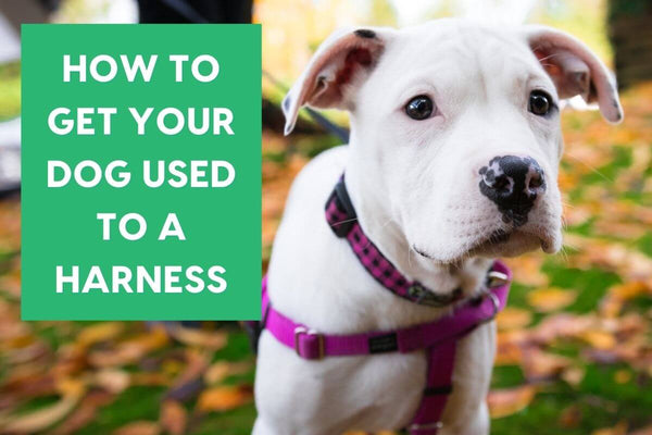 Puppy & Dog Harness Training, Even When a Dog Hates It | Pupford