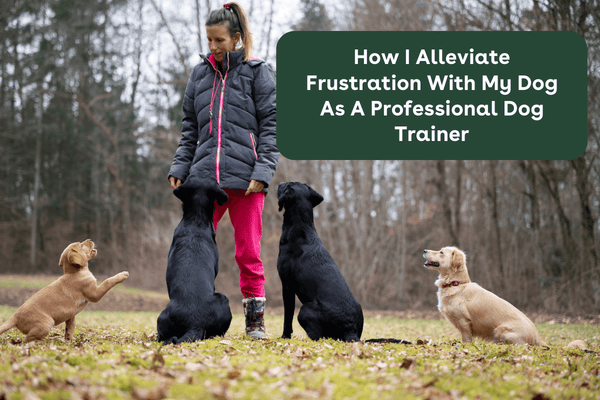 How I Alleviate Frustration With My Dog As A Professional Trainer | Pupford