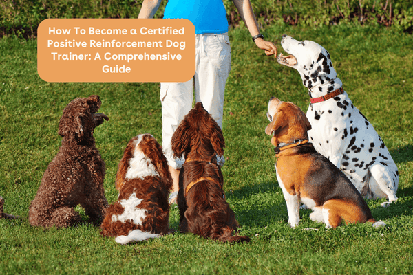 How To Become a Certified Positive Reinforcement Dog Trainer: A Comprehensive Guide | Pupford
