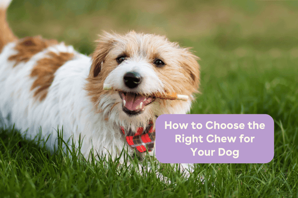 How to Choose the Right Chew for Your Dog | Pupford