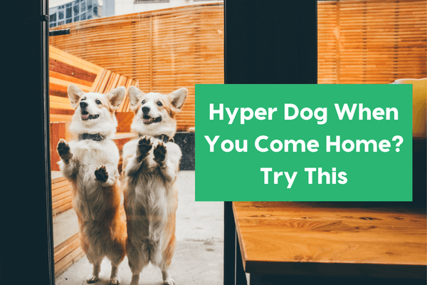 Hyper & Excited Dog When You Come Home? Try This | Pupford