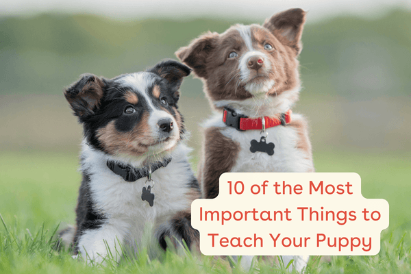The First Thing to Train Your Puppy + Top 10 Vital Behaviors | Pupford