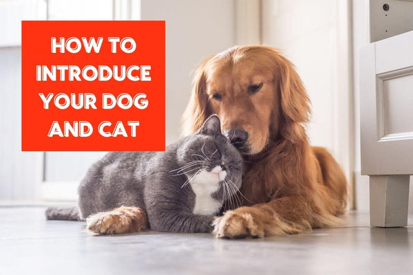 How to Introduce a Dog to a Cat: Learn from a Pro Dog Trainer | Pupford