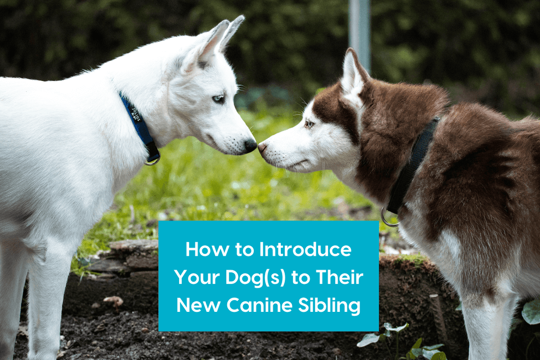 How to Introduce a New Puppy to Your Dog Safely | Pupford