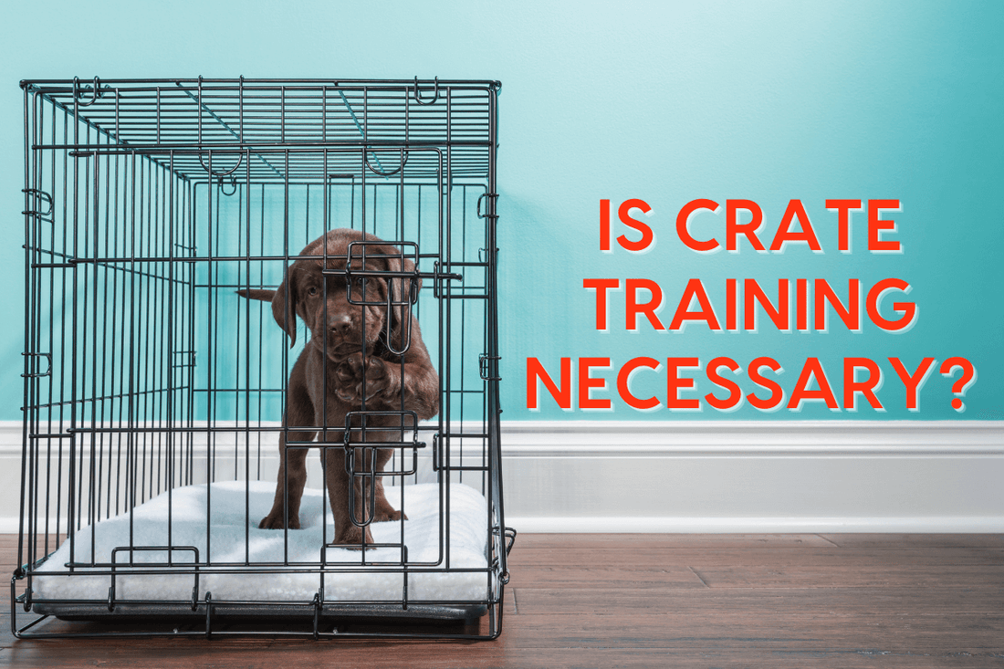 Is Crate Training Necessary? Is It Cruel? 17 Pros, Cons & Benefits of Crate Training a Dog | Pupford