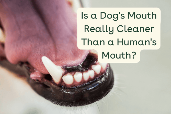 Are Dogs' Mouths Cleaner Than Humans? | Pupford
