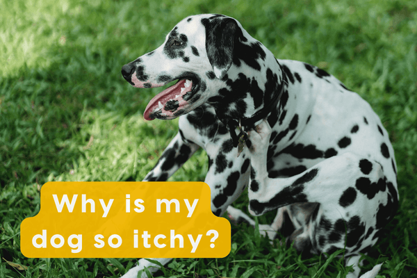 Why is My Dog So Itchy? + Itch Relief Remedies | Pupford