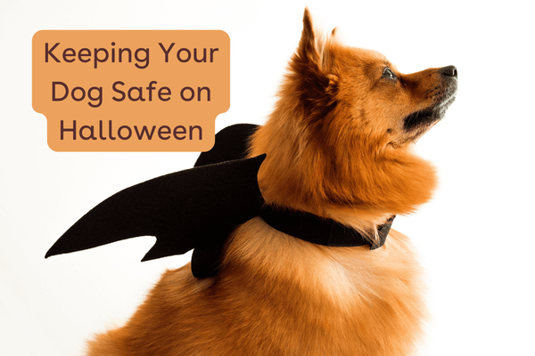 Keeping Your Dog Safe on Halloween and How to Hand out Halloween Candy With Dogs | Pupford