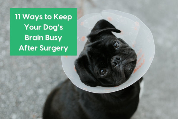 11 Ways to Keep a Dog Calm & Entertained After Spay/Neutering | Pupford