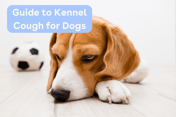 Guide to Kennel Cough for Dogs - Common Questions Answered | Pupford