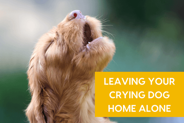 Dealing with a Dog Crying When You Leave the Room or Home | Pupford