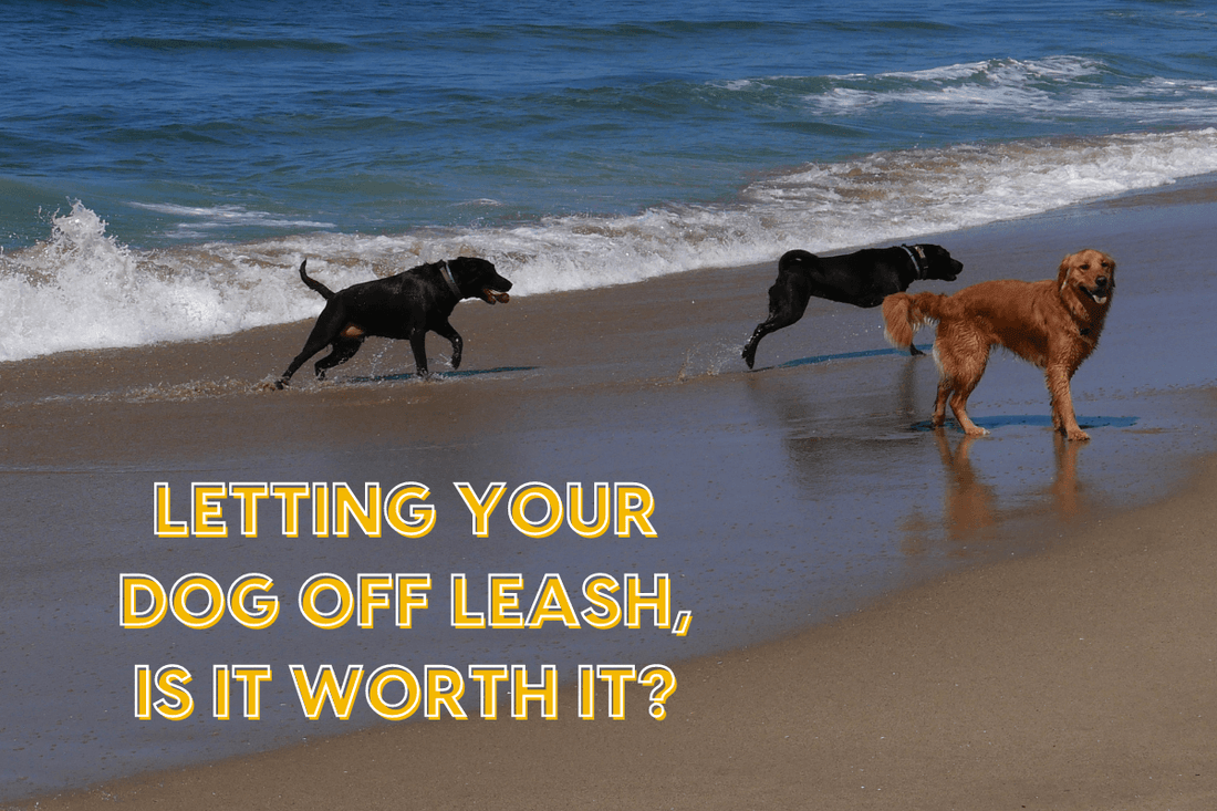 Letting Your Dog Off Leash, Is It Worth It? | Pupford