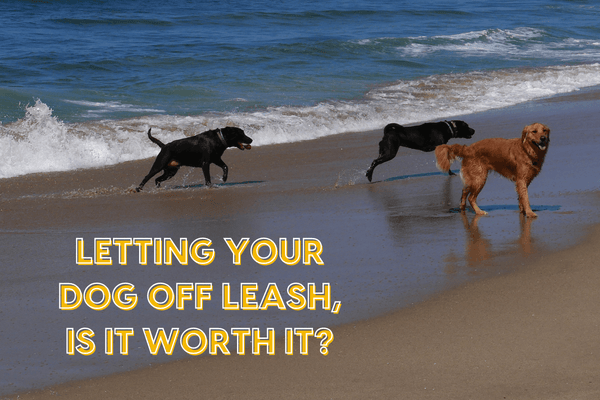 Letting Your Dog Off Leash, Is It Worth It? | Pupford
