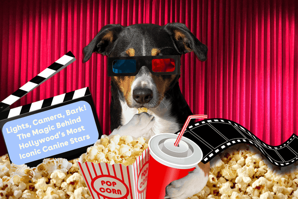 Lights, Camera, Bark! The Magic Behind Hollywood’s Most Iconic Canine Stars | Pupford