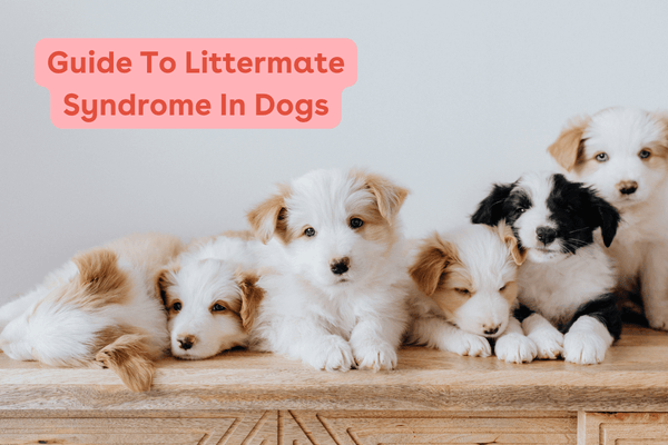 Guide To Littermate Syndrome In Dogs: Everything You Need To Know | Pupford