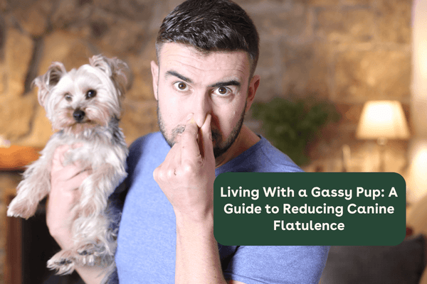 Living With a Gassy Dog: A Guide to Reducing Canine Flatulence | Pupford