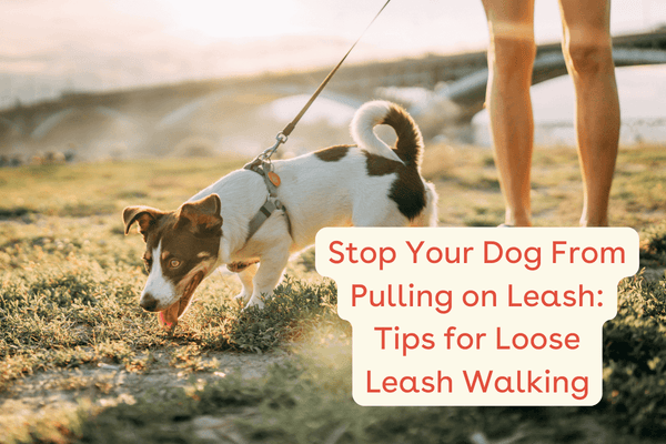 Loose Leash Walking Training: 5 Tips to Stop Pulling | Pupford