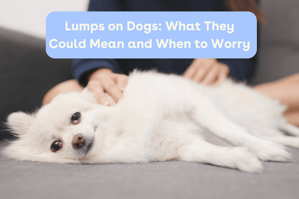 Lumps on Dogs: What They Could Mean and When to Worry | Pupford