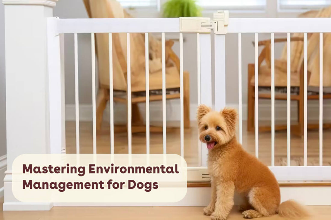 Mastering Environmental Management for Dogs: 9 Strategies for Positive Behavior | Pupford