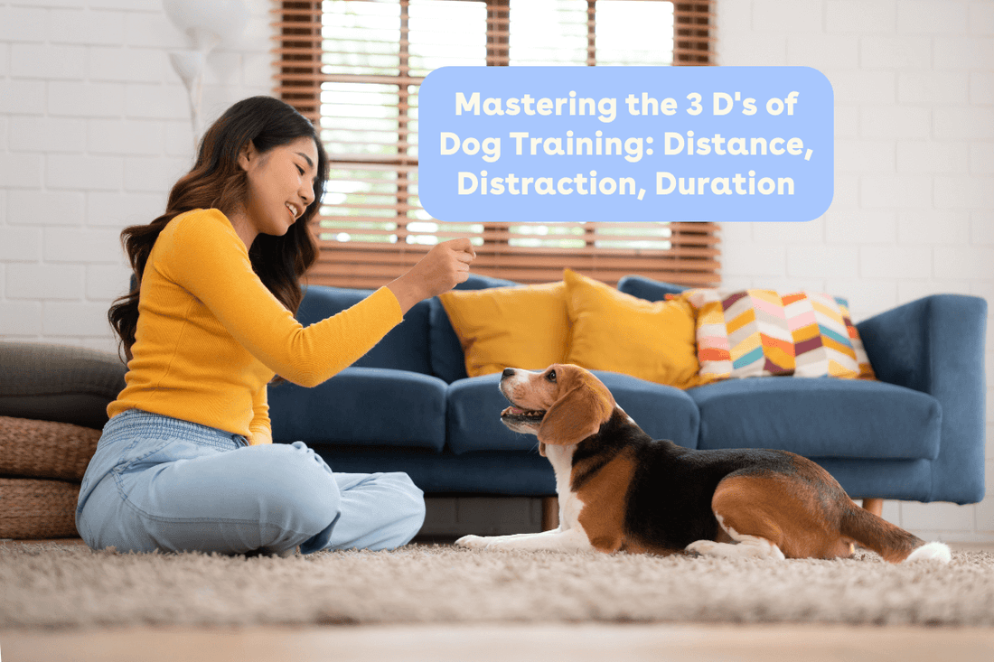 Mastering the 3 D's of Dog Training: Distance, Distraction, Duration | Pupford