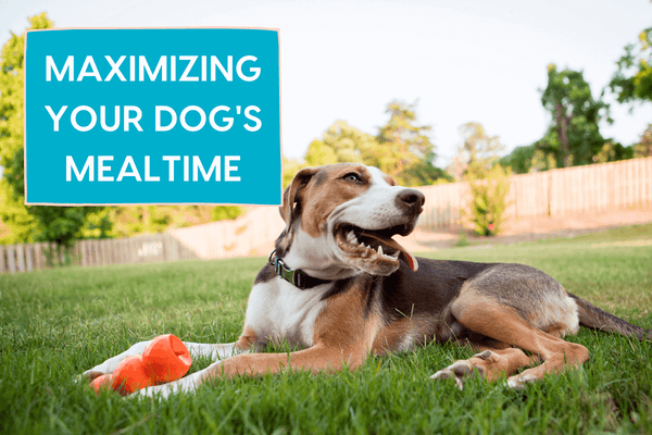 3 Ways to Maximize Your Dog's Mealtime for Better Behavior | Pupford