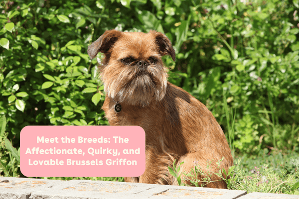 Meet the Breeds: The Affectionate, Quirky, and Lovable Brussels Griffon | Pupford
