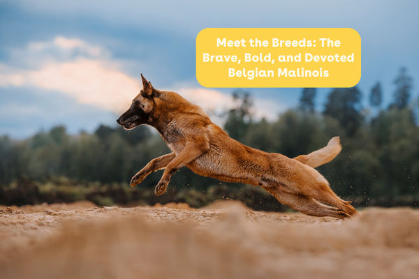Meet the Breeds: The Brave, Bold, and Devoted Belgian Malinois | Pupford