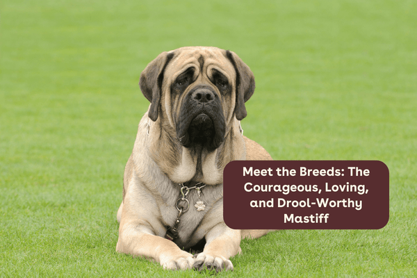 Meet the Breeds: The Courageous, Loving, and Drool-Worthy Mastiff | Pupford