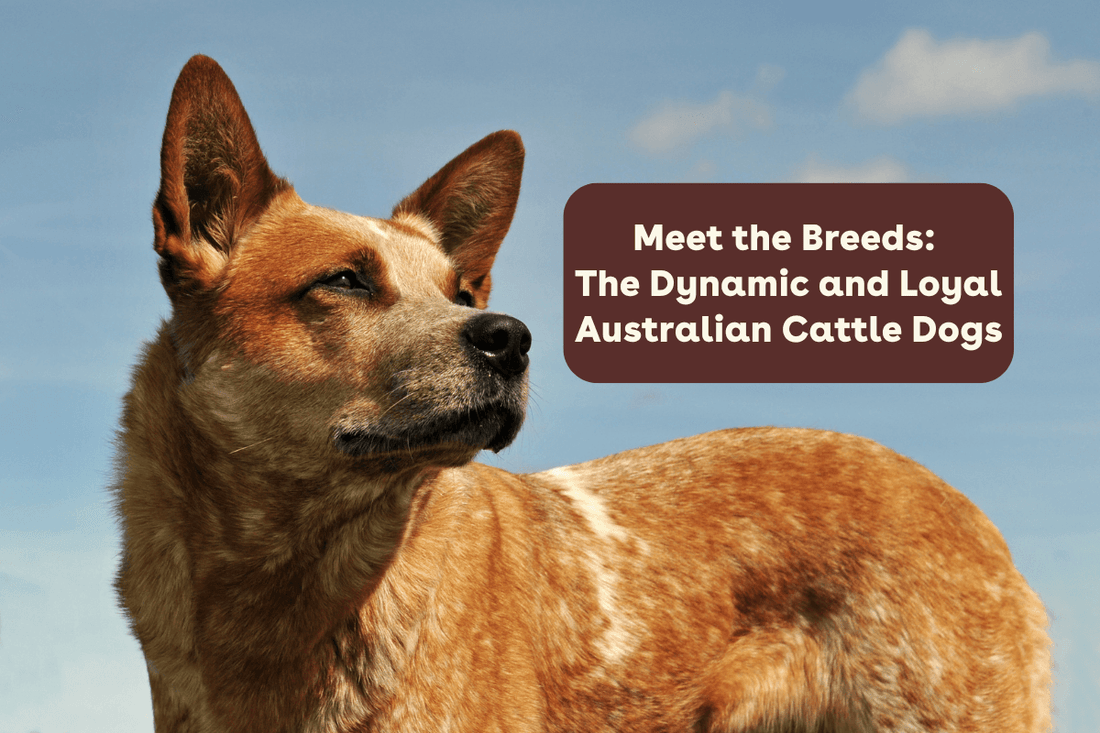 Meet the Breeds: The Dynamic and Loyal Australian Cattle Dog | Pupford