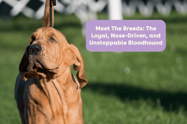 Meet The Breeds: The Loyal, Nose-Driven, and Unstoppable Bloodhound | Pupford