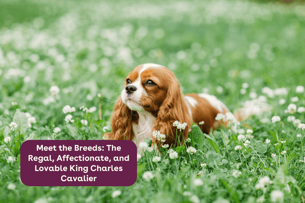 Meet the Breeds: The Regal, Affectionate, and Lovable King Charles Cavalier