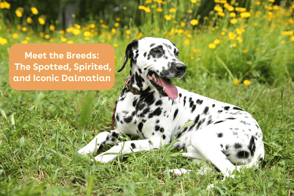 Meet the Breeds: The Spotted, Spirited, and Iconic Dalmatian | Pupford