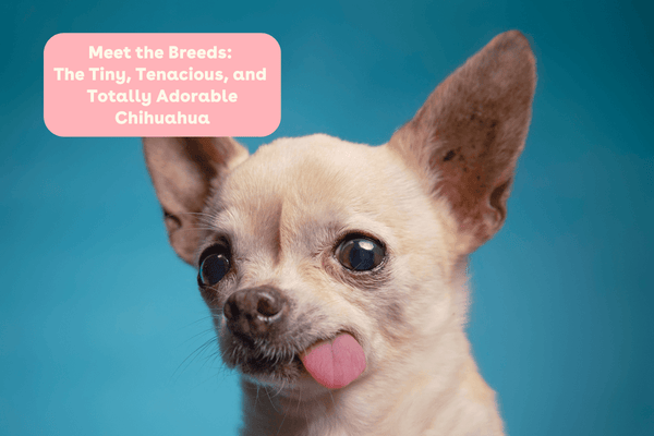 Meet the Breeds: The Tiny, Tenacious, and Totally Adorable Chihuahua | Pupford