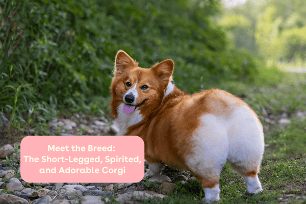 Meet the Breeds: The Short-Legged, Spirited, and Adorable Corgi | Pupford