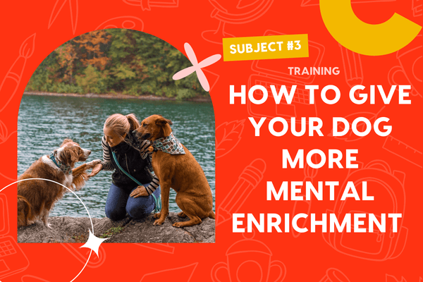 Give Mental Enrichment to Reduce Problem Behaviors (VIDEO) | Pupford