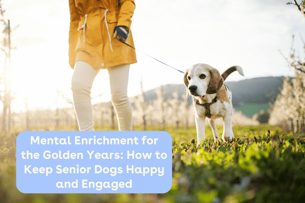 Mental Enrichment for the Golden Years: How to Keep Senior Dogs Happy and Engaged | Pupford