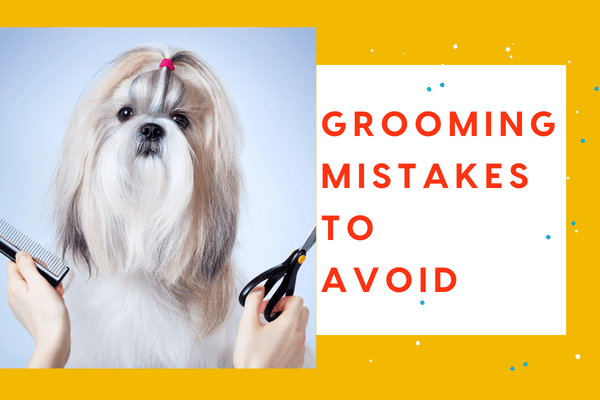Mistakes to Avoid When Grooming Your Dog at Home | Pupford