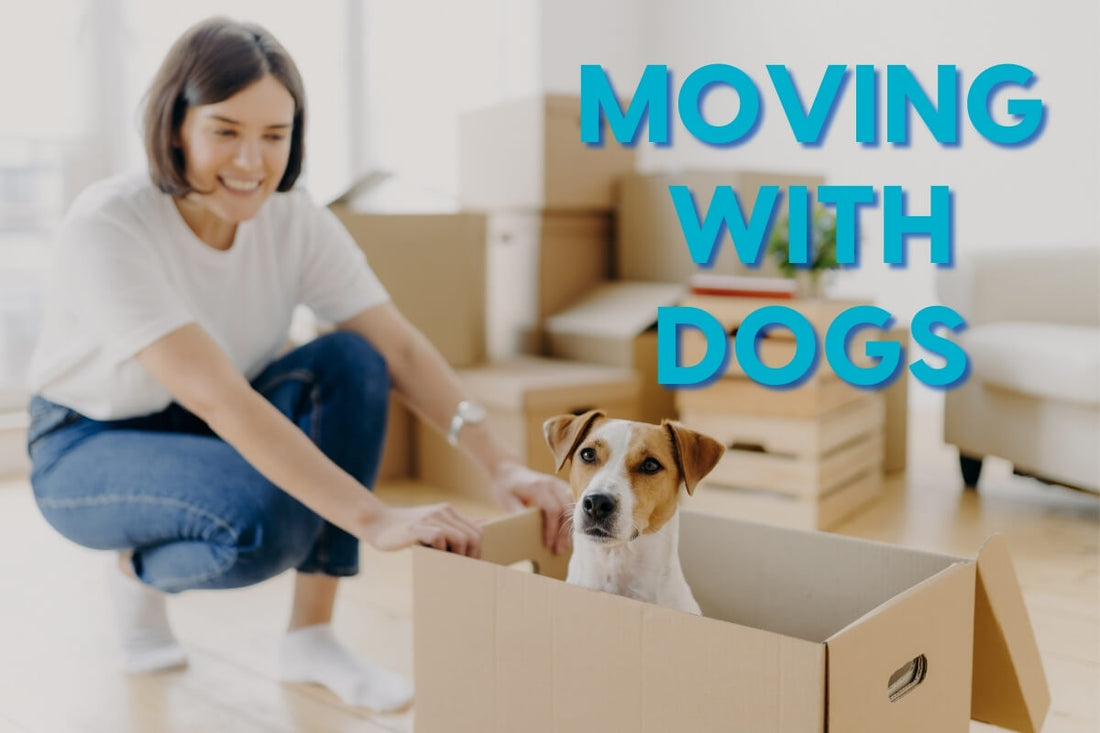 [video] Moving With Dogs | Pupford